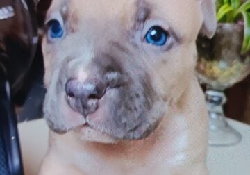 Pitbull puppies