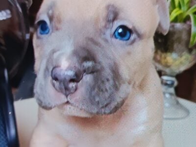 Pitbull puppies