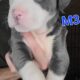 Olde English Bulldogge Puppies