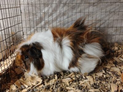 Various guinea pigs for sale.
