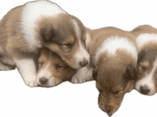 Rough collie puppies