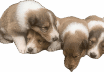 Rough collie puppies