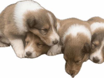 Rough collie puppies