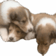 Rough collie puppies
