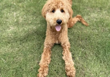 Happy, Sweet Goldendoodle Puppy