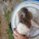 Border collie babies