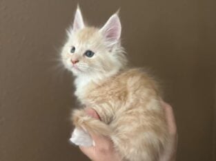 Orange Tabby Maine Coon