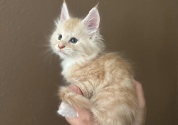 Orange Tabby Maine Coon