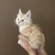 Orange Tabby Maine Coon