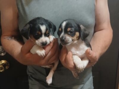 Cute Cuddly Chorkies!!!