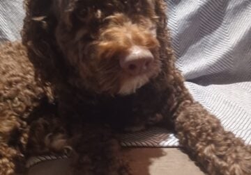 Justice chocolate colored adult 30 pounds cockapoo