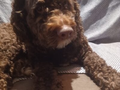 Justice chocolate colored adult 30 pounds cockapoo