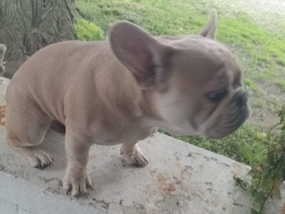 2 French Bulldogs for sale
