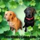 AKC Labrador pups bourn April 9 Black-White-Yello.