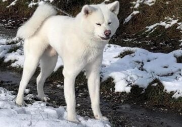 Japanese Akitainu Male for sale