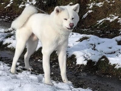 Japanese Akitainu Male for sale