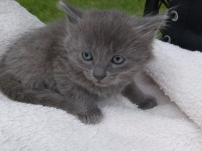 Kittens