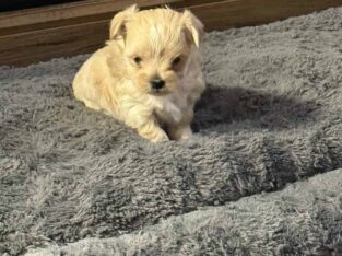 Morkie Female