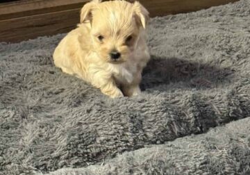 Morkie Female