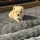 Morkie Female