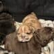 English Bull Dog Puppies