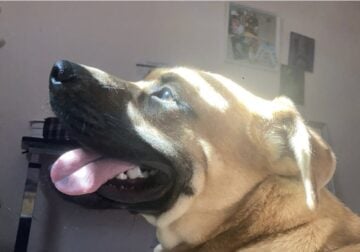 Pumpkin is a amazing dog