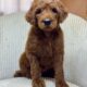 Golden Doodle