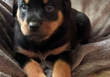 Rottweiler puppies!