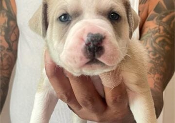 Puppy