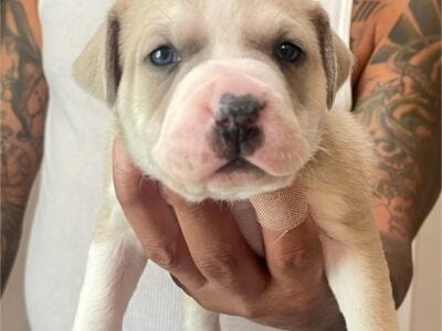 Puppy