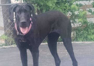 Great dane (black)