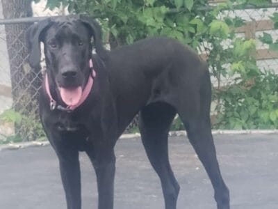 Great dane (black)