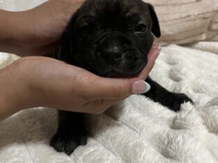Snickers