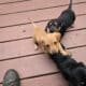 Daushand puppies for sale