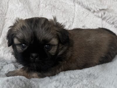 “KODA”