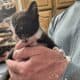 Free kittens
