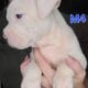 Olde English Bulldogge Puppies