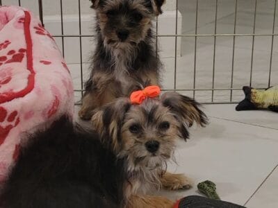 Yorkie Mix Puppies small
