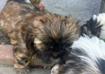 Full breed shihtzu