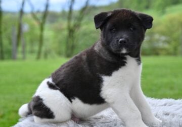 AKC Akita For Sale Millersburg OH M-Atticus