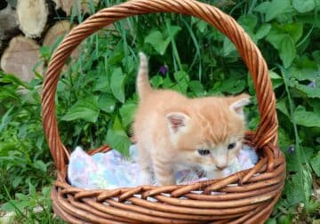 Tiger (orange tabby male)