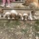 Rough collie puppies
