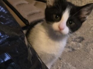 3 female tuxedo kittens