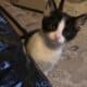 3 female tuxedo kittens