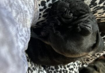 Max the Pug Boy