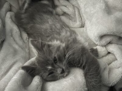 MAINE COON MALE KITTEN