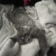MAINE COON MALE KITTEN