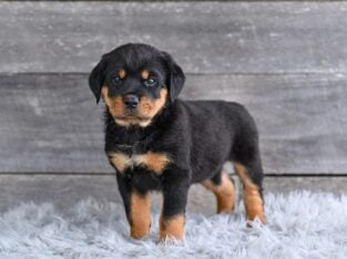AKC Rottweiler Fredericksburg OH Heidi