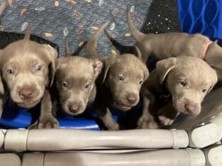 Labrador Retrieves – Silver – AKC Ready Today