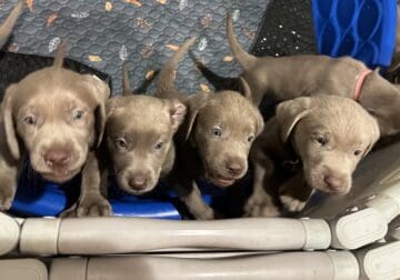 Labrador Retrieves – Silver – AKC Ready Today